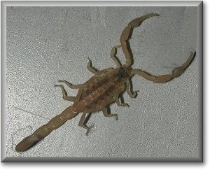 ScorpionPhoto by Phil Slattery