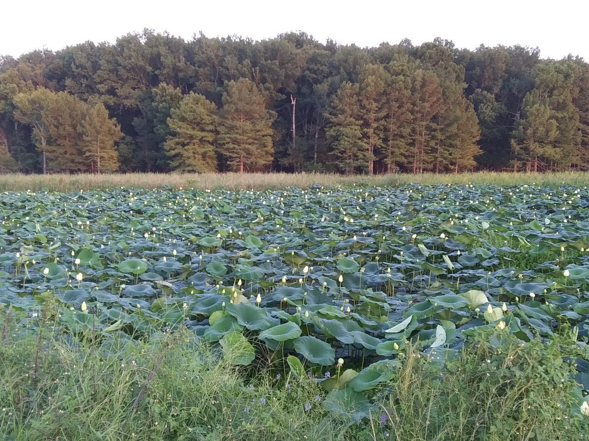 Creepy Cabin in the&nbsp;Woods