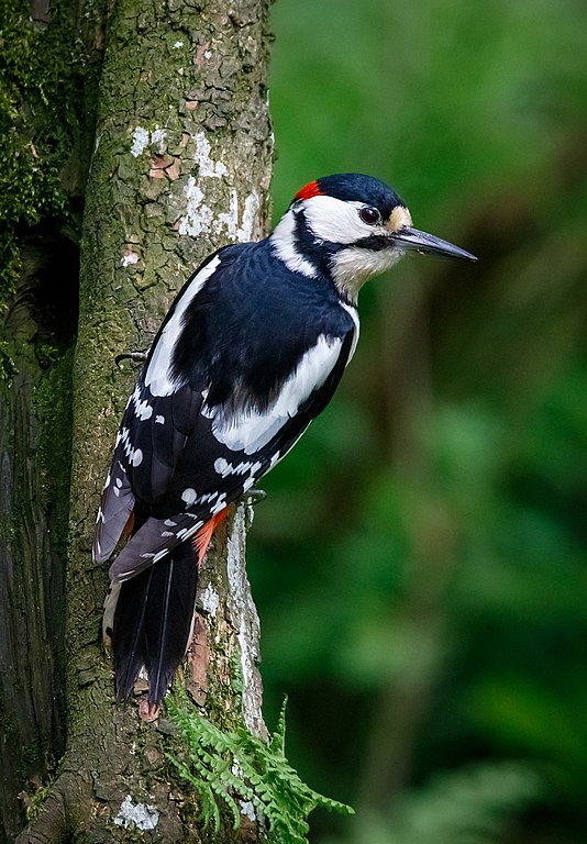 534px-Greater_Spotted_Woodpecker_(41554059345).jpg